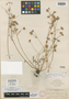 Limnanthes versicolor var. parishii Jeps., U.S.A., S. B. Parish 4416, Isotype, F
