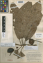 Eschweilera cincta Cuatrec., COLOMBIA, J. Cuatrecasas 15531, Lectotype, F
