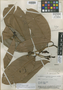 Eschweilera juruensis R. Knuth, BRAZIL, B. A. Krukoff 5755, Isolectotype, F