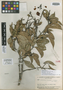Eschweilera krukovii A. C. Sm., BRAZIL, B. A. Krukoff 4847, Isolectotype, F