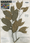 Eschweilera montana A. C. Sm., BRAZIL, A. C. Smith 2990, Isolectotype, F