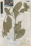 Eschweilera polyantha A. C. Sm., BRAZIL, B. A. Krukoff 1318, Isolectotype, F