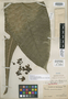 Gustavia integrifolia Standl., NICARAGUA, F. C. Englesing 225, Holotype, F