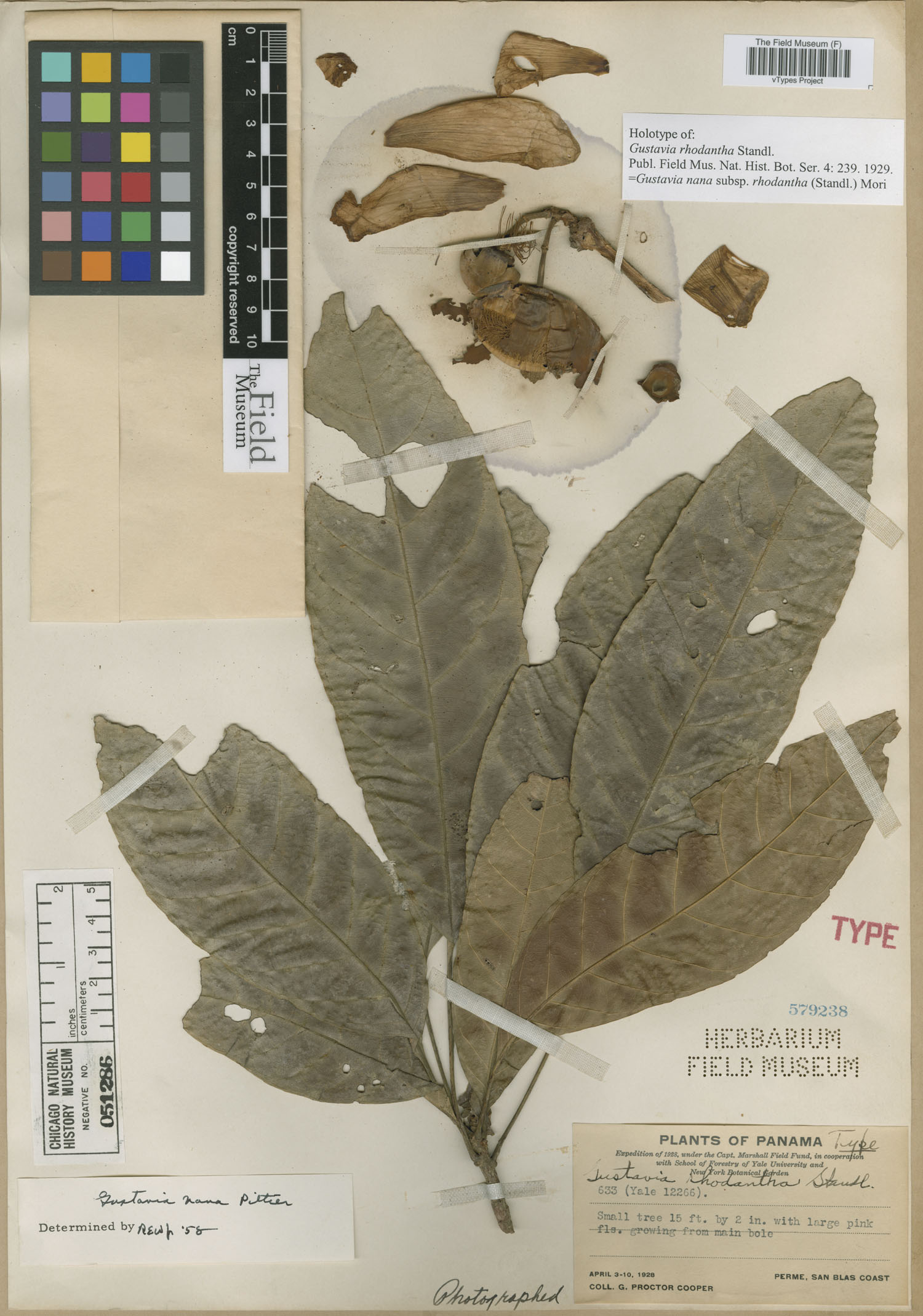 Gustavia nana subsp. rhodantha image