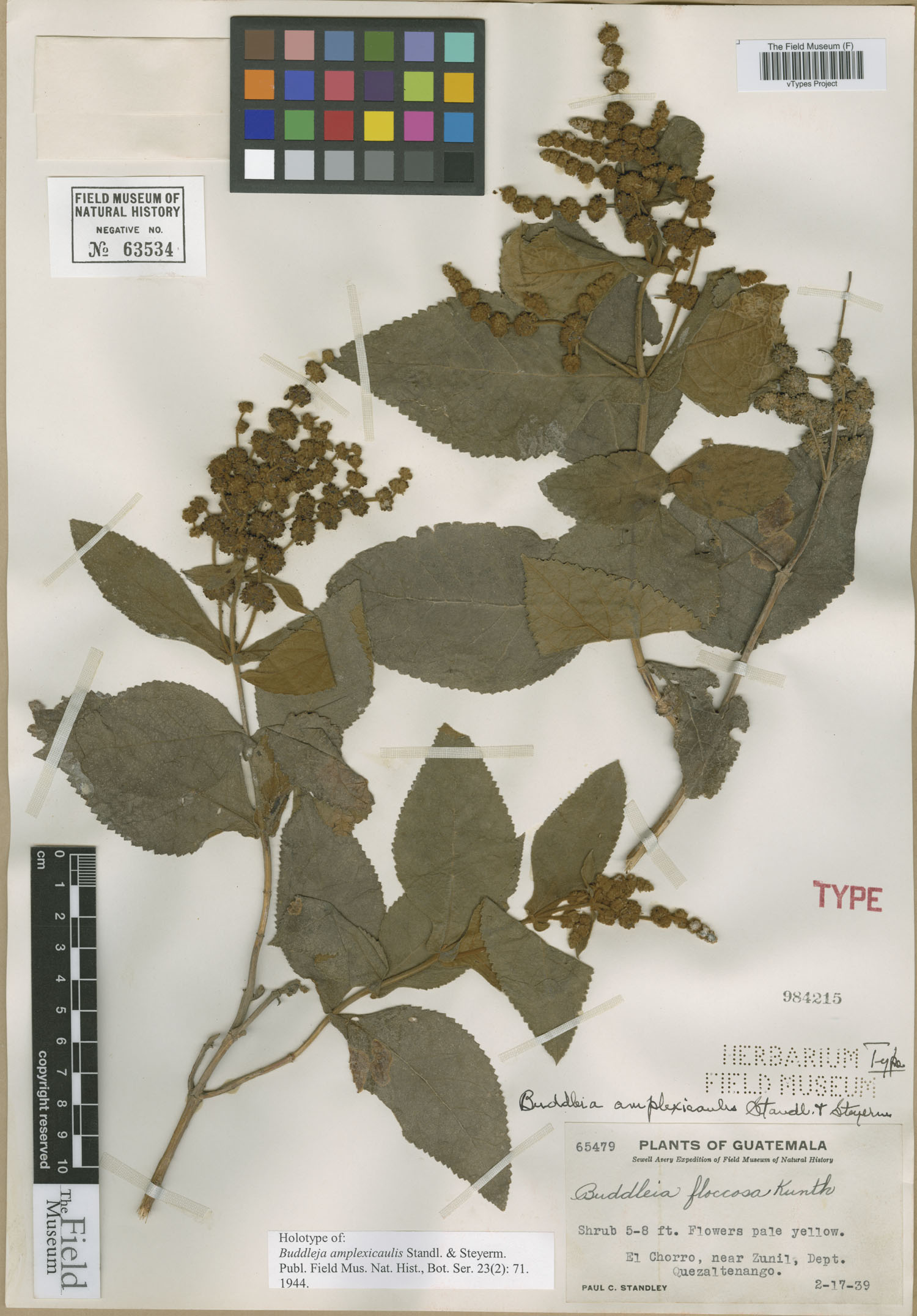 Buddleja crotonoides subsp. amplexicaulis image