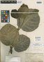 Couthovia pachyantha A. C. Sm., FIJI, O. Degener 14125, Isotype, F