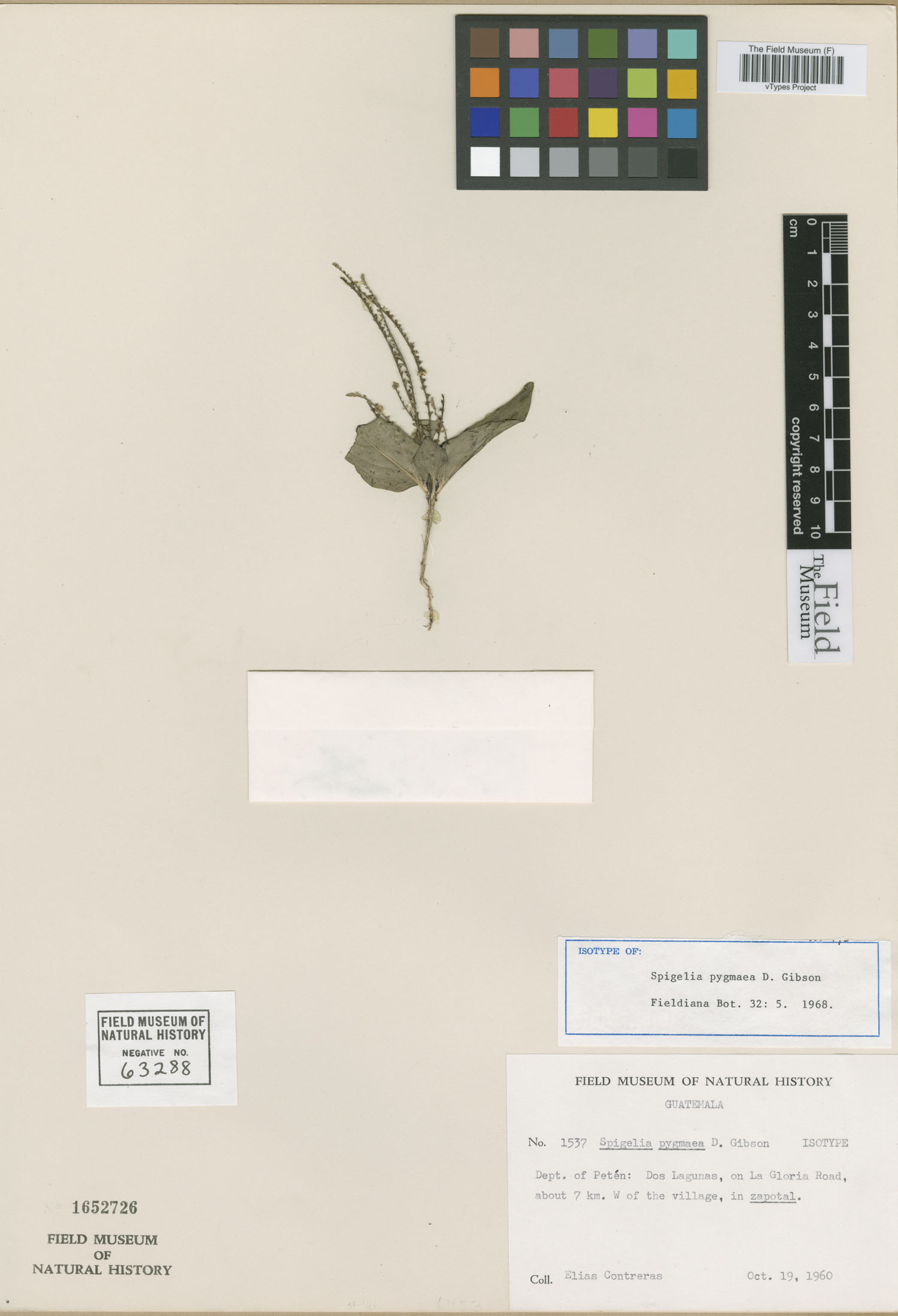 Spigelia pygmaea image