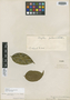 Rouhamon pedunculatum DC., BRITISH GUIANA [Guyana], Schomburgk 482, Isotype, F