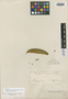 Strychnos erichsonii R. H. Schomb. ex Progel, BRITISH GUIANA [Guyana], R. H. Schomburgk 1580, Isotype, F