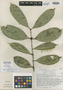 Strychnos elaeocarpa Gilg ex Leeuwenb., Cameroon, A. J. M. Leeuwenberg 7005, Isotype, F