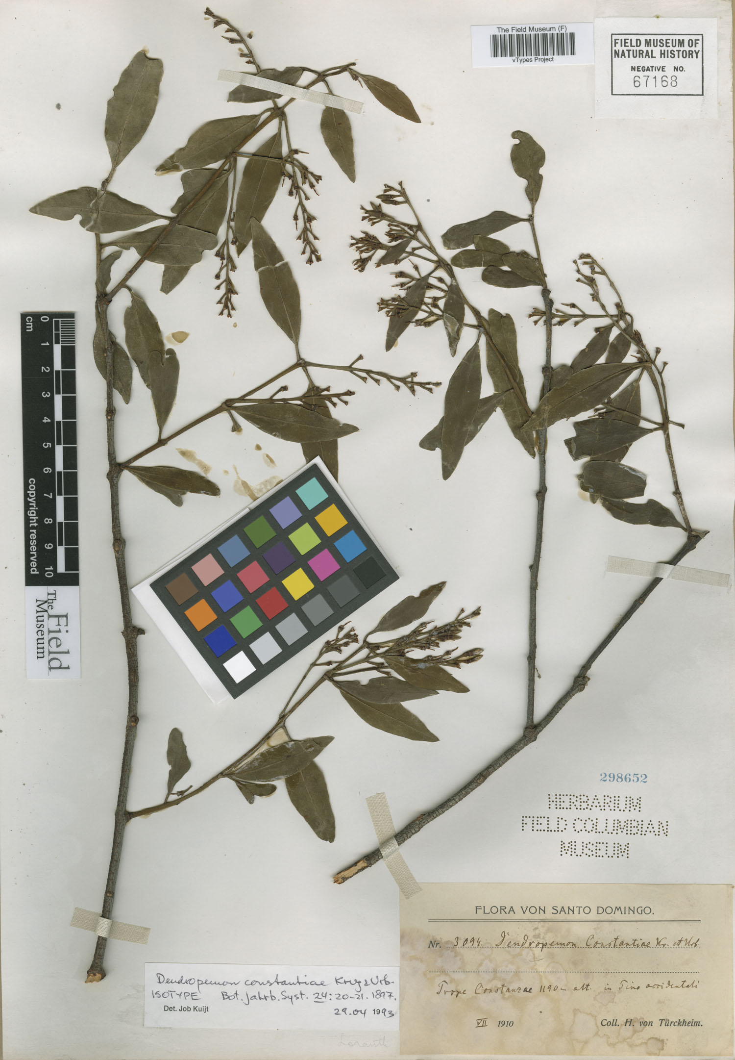Dendropemon constantiae image