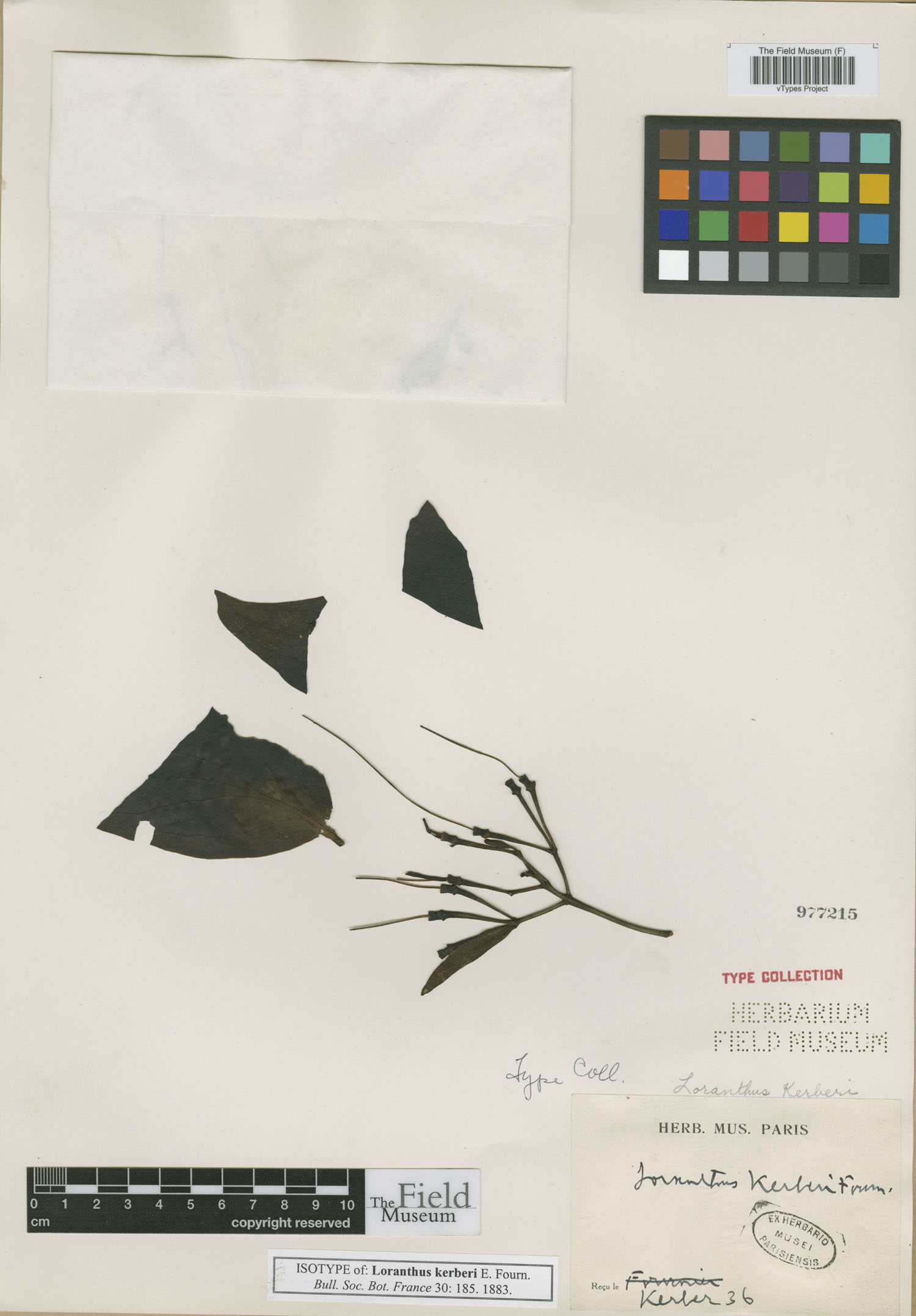 Psittacanthus kerberi image