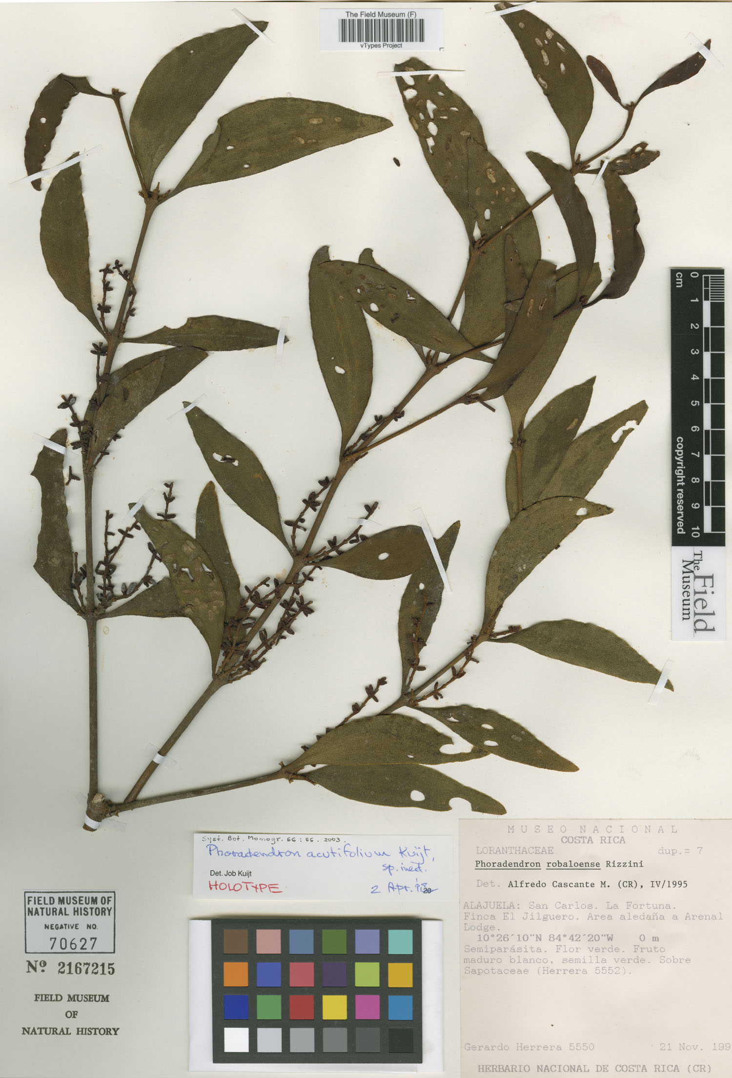 Phoradendron acutifolium image