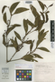 Image of Phoradendron acutifolium