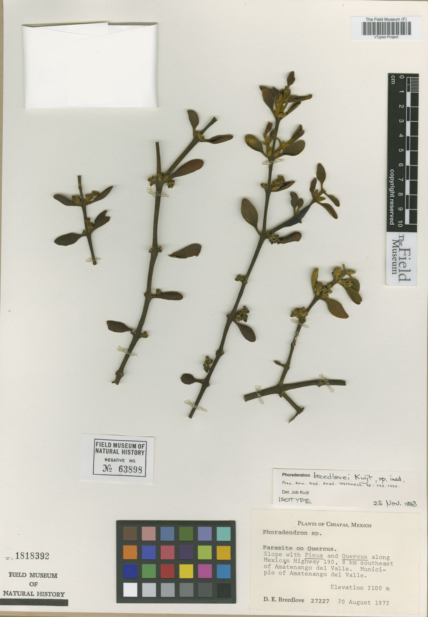 Phoradendron breedlovei image