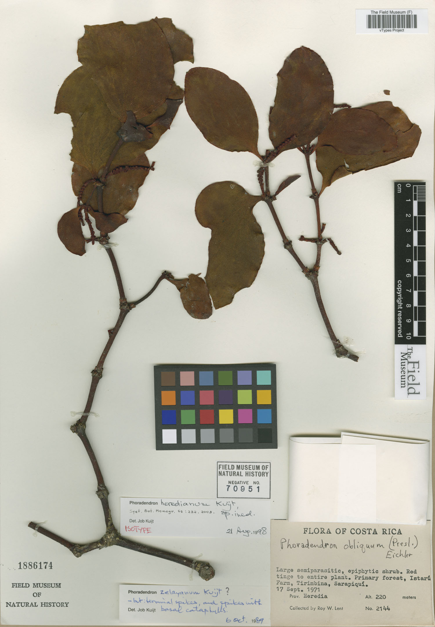 Phoradendron heredianum image