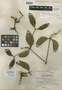 Phoradendron lundellii image