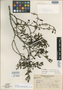 Phoradendron ramosissimum image