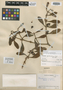 Phoradendron spathulatum image