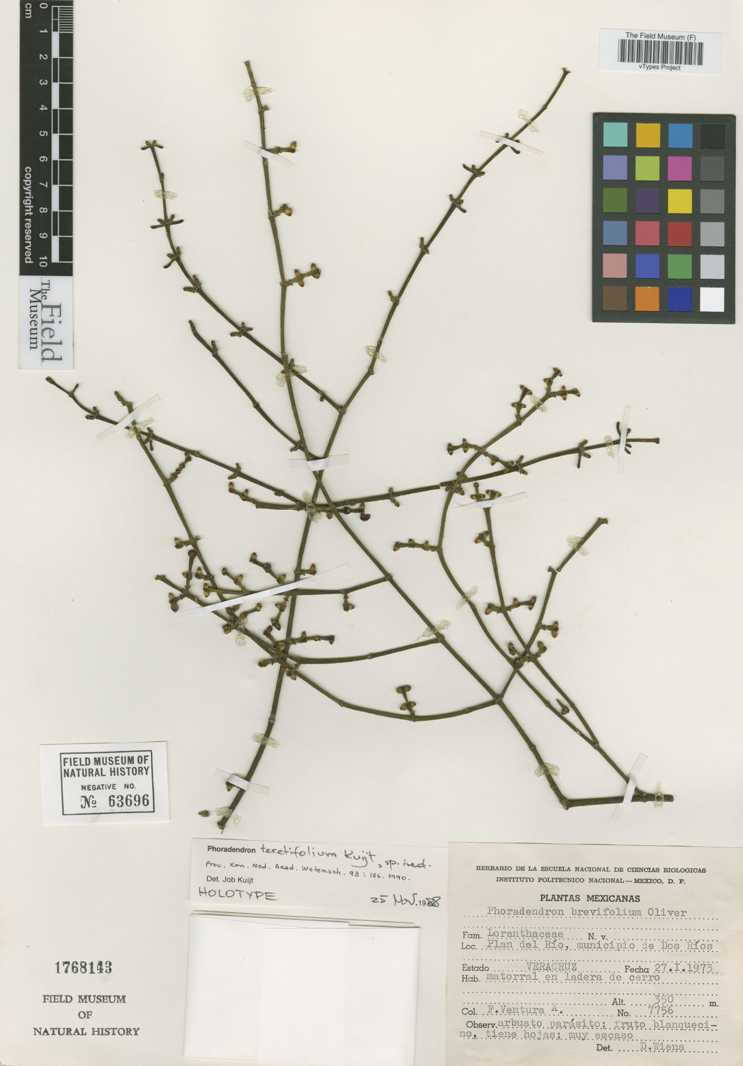 Phoradendron teretifolium image