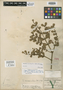 Phoradendron yucatanum image