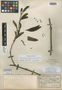 Phoradendron hartii Krug & Urb., Trinidad and Tobago, J. H. Harris 6101, Isolectotype, F