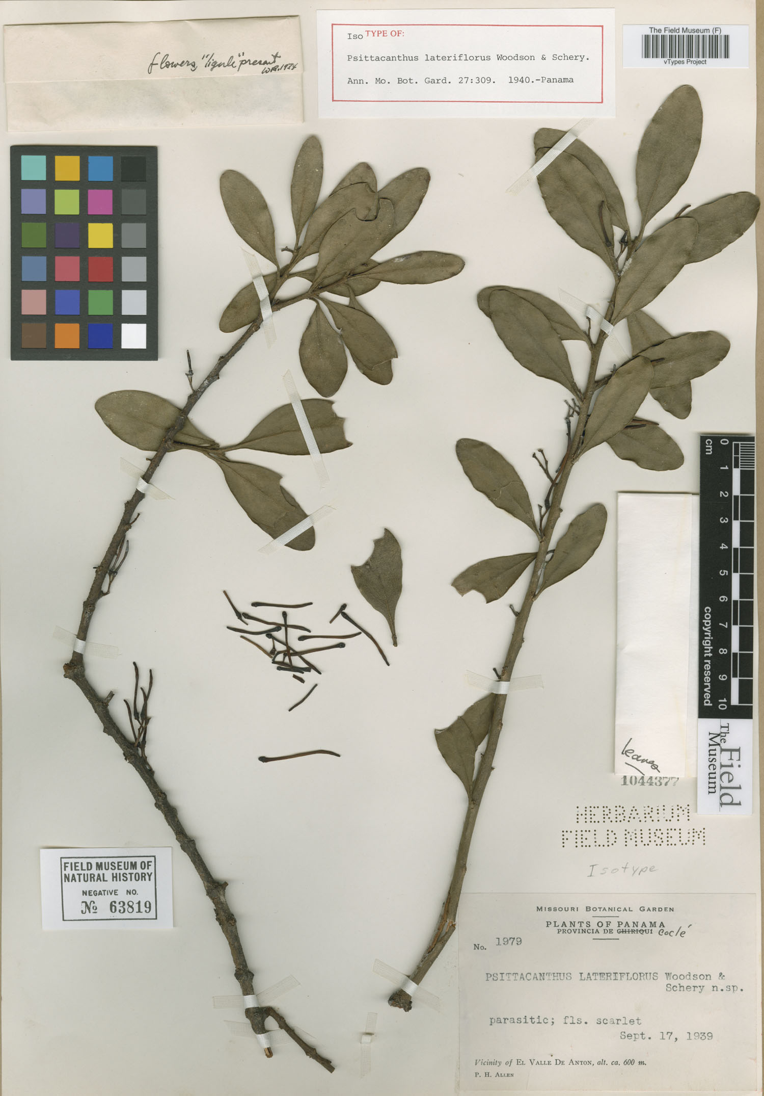 Psittacanthus ramiflorus image