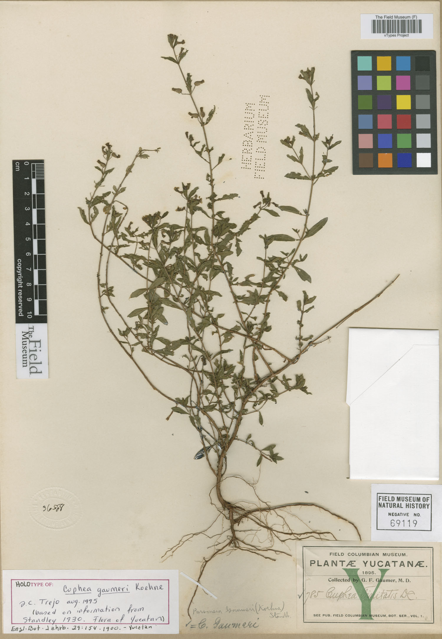 Cuphea gaumeri image