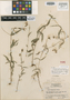 Cuphea ornithantha Standl. & L. O. Williams, HONDURAS, L. O. Williams 14722, Isotype, F