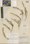 Cuphea serpyllifolia var. tachirensis Steyerm., VENEZUELA, J. A. Steyermark 57162, Holotype, F