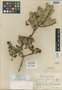 Ginoria callosa O. C. Schmidt, HAITI, E. L. Ekman 4619, Isolectotype, F