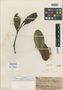 Degeneria vitiensis I. W. Bailey & A. C. Sm., FIJI, O. Degener 14537, Isotype, F