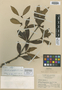Illicium pachyphyllum A. C. Sm., CHINA, W. T. Tsang 24815, Isotype, F