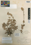 Galphimia sessilifolia image