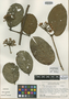 Hiraea longipilifera W. R. Anderson, BRITISH GUIANA [Guyana], S. S. Tillett 45281, Isotype, F