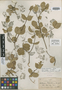 Malpighia diversifolia Brandegee, U.S.A., T. S. Brandegee 75, Isotype, F