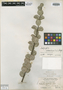 Malpighia atlantica F. K. Mey., BAHAMAS, C. F. Millspaugh 9220, Holotype, F