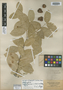 Malpighia pallens Small, U.S. Virgin Islands, A. E. Ricksecker 378, Isotype, F