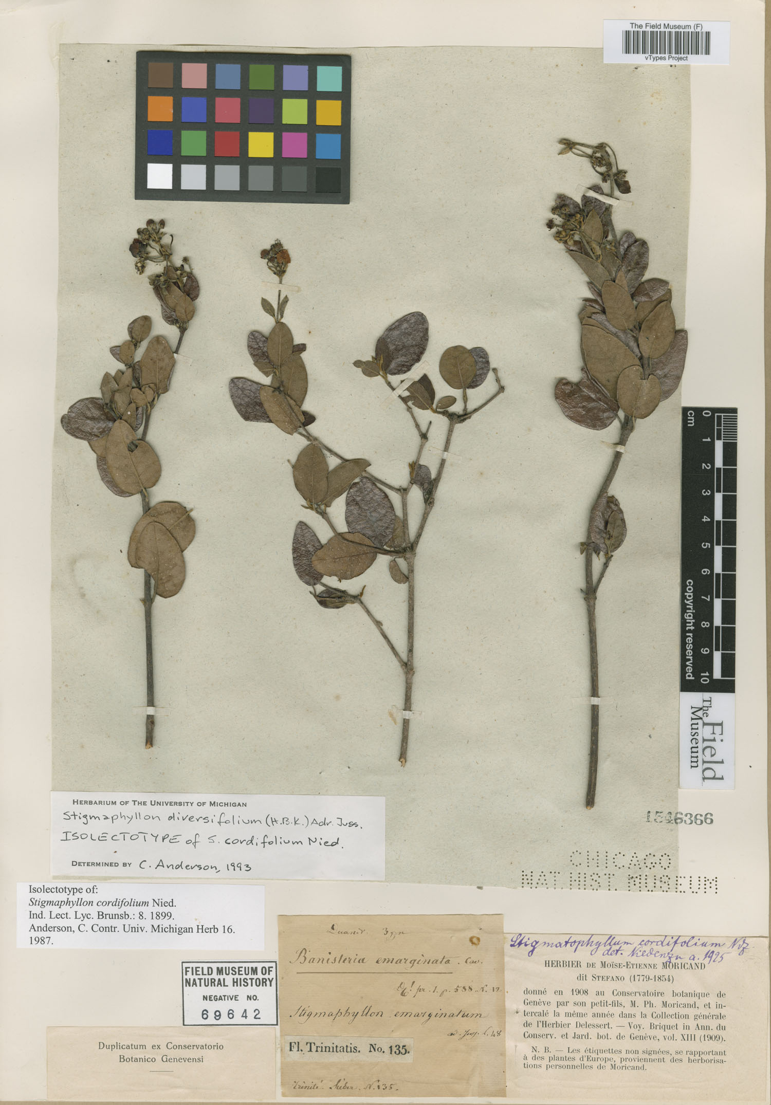 Stigmaphyllon cordifolium image