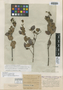Stigmaphyllon cordifolium Nied., Trinidad and Tobago, F. W. Sieber 135, Isolectotype, F