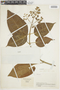 Ptilanthus Gleason, COLOMBIA, F