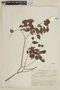 Mouriri myrtilloides var. parvifolia (Benth.) Morley, ECUADOR, F