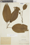 Tococa coronata Benth., PERU, F