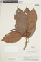 Blakea multiflora D. Don, PERU, F