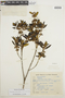 Trembleya parviflora (D. Don) Cogn., BRAZIL, F