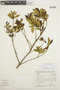 Trembleya parviflora (D. Don) Cogn., BRAZIL, F