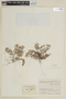 Triolena pileoides (Triana) Wurdack, COLOMBIA, F