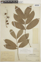 Guarea macrophylla subsp. pendulispica (C. DC.) T. D. Penn., PERU, F