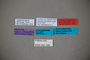63486 Trogophloeus lgockii NT labels IN