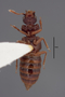 63475 Oxytelopsis reitteri HT v IN